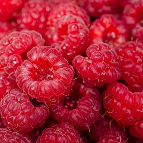 Fresas